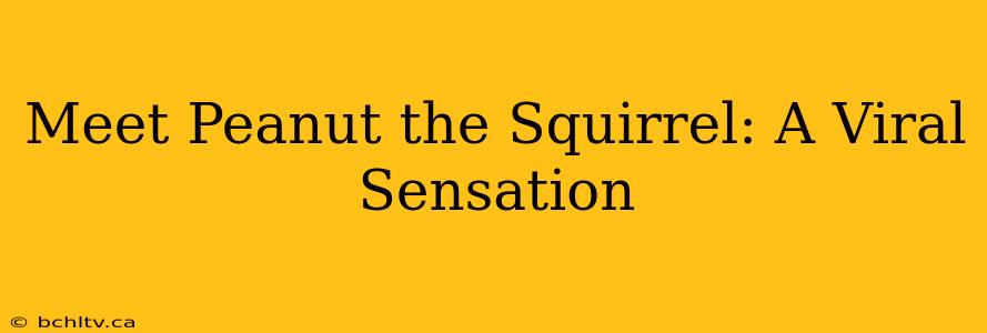 Meet Peanut the Squirrel: A Viral Sensation