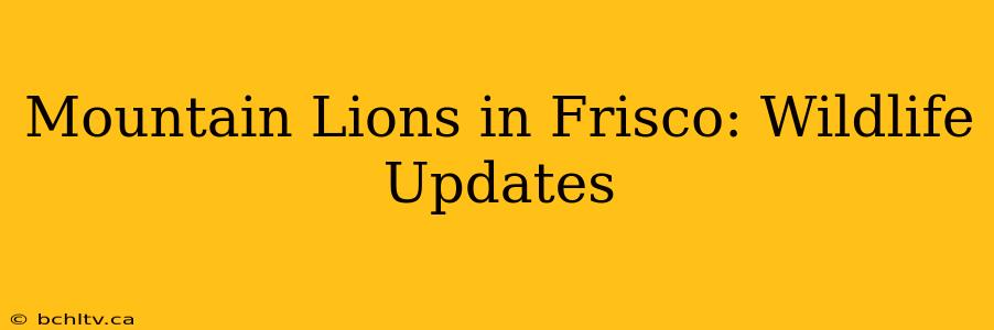 Mountain Lions in Frisco: Wildlife Updates